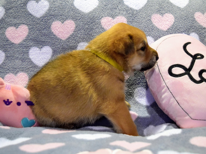 chinook puppy